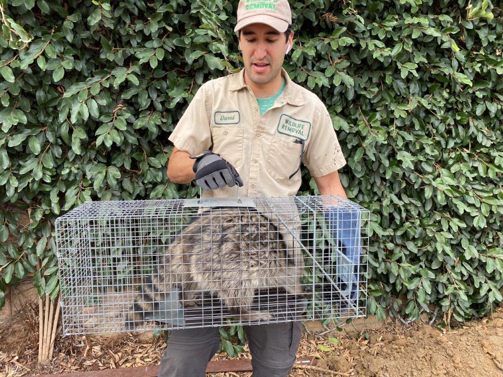 Chattanooga raccoon trapping